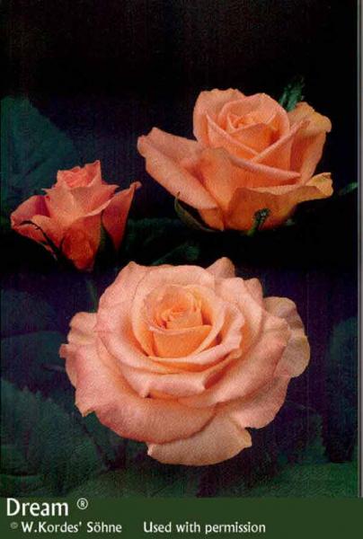 fleur